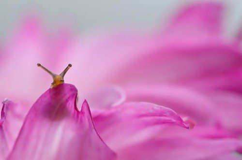 Удивительный мир улиток в фотографиях Вячеслава Мищенко (25 фото) Удивительный мир улиток в фотографиях Вячеслава Мищенко (25 фото)