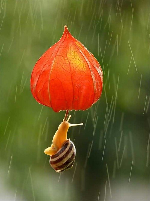 Удивительный мир улиток в фотографиях Вячеслава Мищенко (25 фото) Удивительный мир улиток в фотографиях Вячеслава Мищенко (25 фото)