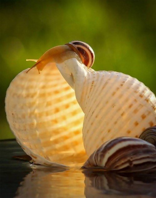 Удивительный мир улиток в фотографиях Вячеслава Мищенко (25 фото) Удивительный мир улиток в фотографиях Вячеслава Мищенко (25 фото)