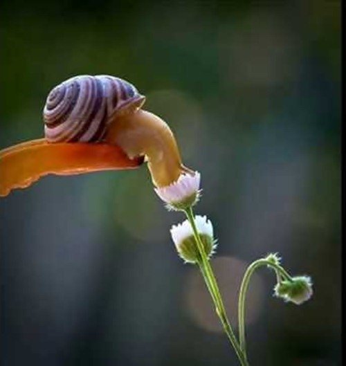 Удивительный мир улиток в фотографиях Вячеслава Мищенко (25 фото) Удивительный мир улиток в фотографиях Вячеслава Мищенко (25 фото)