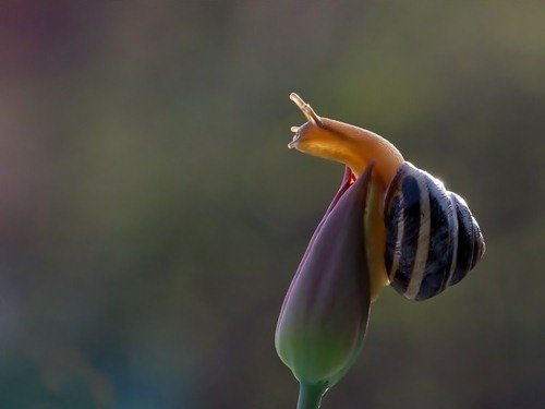 Удивительный мир улиток в фотографиях Вячеслава Мищенко (25 фото) Удивительный мир улиток в фотографиях Вячеслава Мищенко (25 фото)