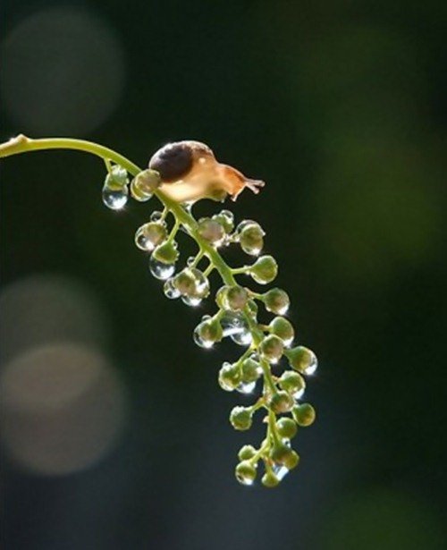 Удивительный мир улиток в фотографиях Вячеслава Мищенко (25 фото) Удивительный мир улиток в фотографиях Вячеслава Мищенко (25 фото)