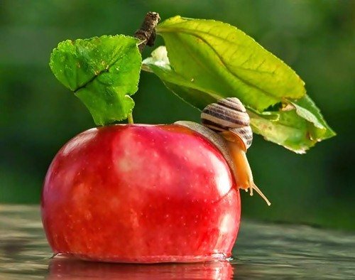 Удивительный мир улиток в фотографиях Вячеслава Мищенко (25 фото) Удивительный мир улиток в фотографиях Вячеслава Мищенко (25 фото)