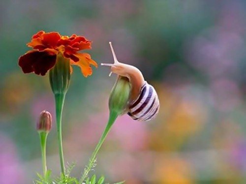 Удивительный мир улиток в фотографиях Вячеслава Мищенко (25 фото) Удивительный мир улиток в фотографиях Вячеслава Мищенко (25 фото)