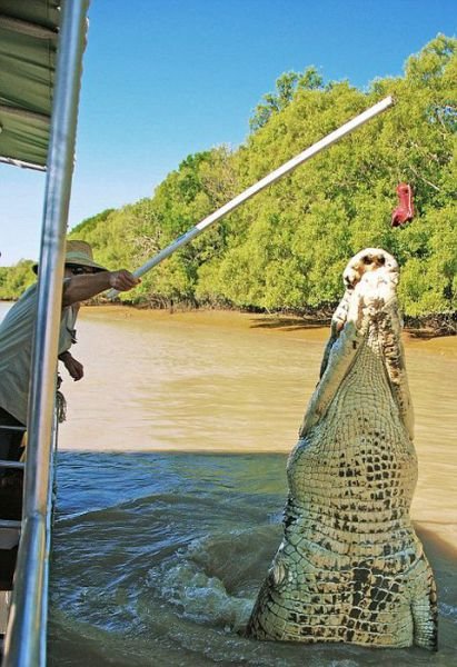 Гигантский крокодил Брут – местная достопримечательность реки Аделаида (8 фото) Гигантский крокодил Брут – местная достопримечательность реки Аделаида (8 фото)