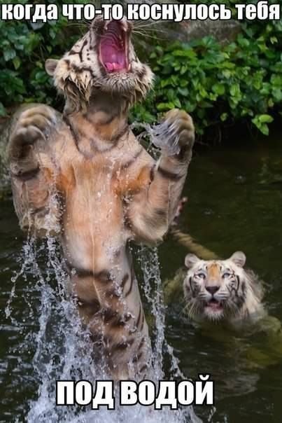 Прикольные фотомемы (25 шт) Прикольные фотомемы (25 шт)