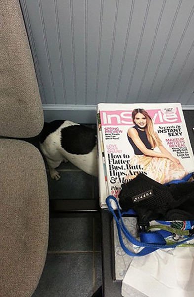 Домашние животные не любят ходить к ветеринару (23 фото) Домашние животные не любят ходить к ветеринару (23 фото)