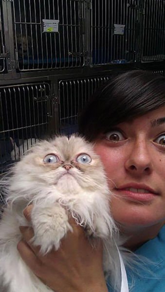 Домашние животные не любят ходить к ветеринару (23 фото) Домашние животные не любят ходить к ветеринару (23 фото)