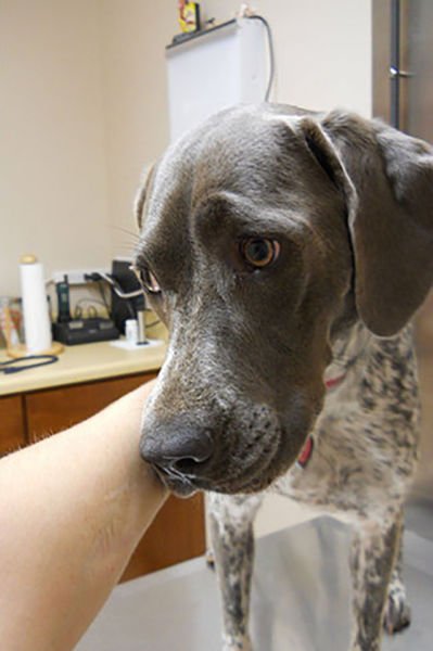 Домашние животные не любят ходить к ветеринару (23 фото) Домашние животные не любят ходить к ветеринару (23 фото)