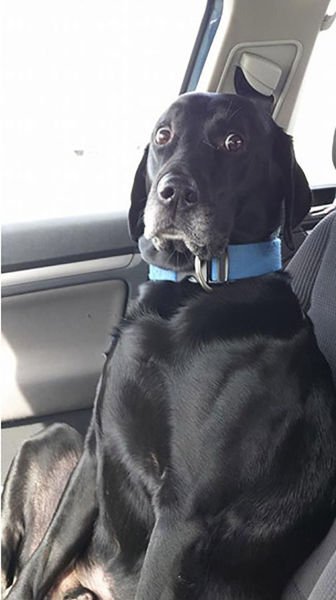 Домашние животные не любят ходить к ветеринару (23 фото) Домашние животные не любят ходить к ветеринару (23 фото)