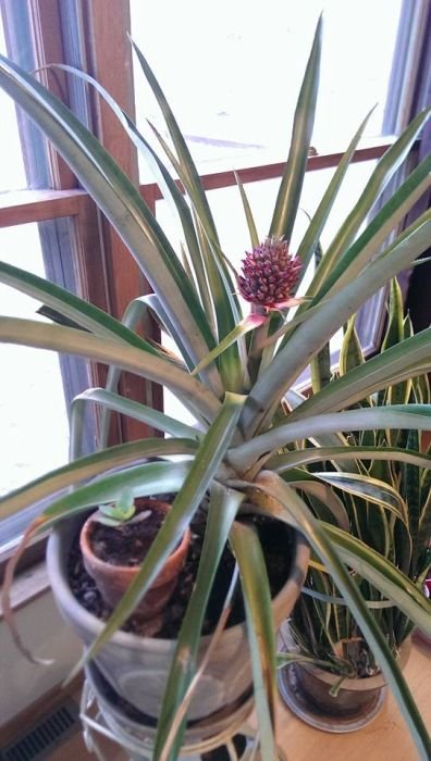 Можно ли в домашних условиях вырастить ананас? (20 фото) Можно ли в домашних условиях вырастить ананас? (20 фото)