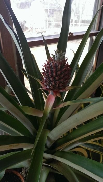 Можно ли в домашних условиях вырастить ананас? (20 фото) Можно ли в домашних условиях вырастить ананас? (20 фото)