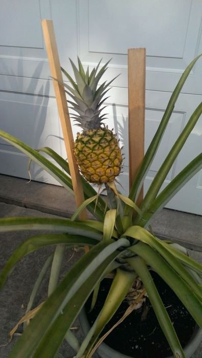 Можно ли в домашних условиях вырастить ананас? (20 фото) Можно ли в домашних условиях вырастить ананас? (20 фото)