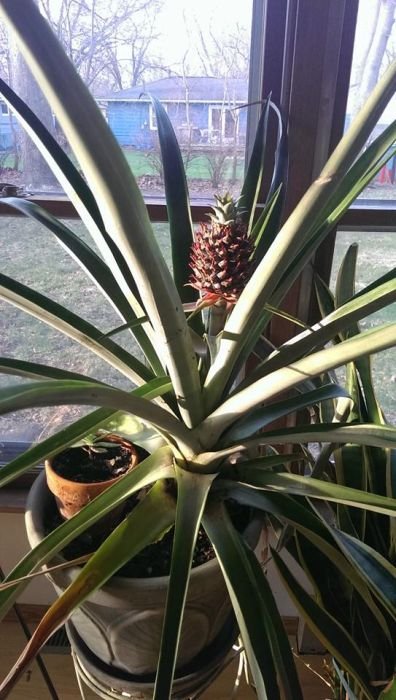 Можно ли в домашних условиях вырастить ананас? (20 фото) Можно ли в домашних условиях вырастить ананас? (20 фото)