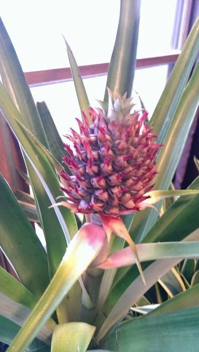 Можно ли в домашних условиях вырастить ананас? (20 фото) Можно ли в домашних условиях вырастить ананас? (20 фото)