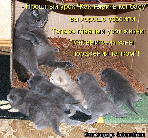 Новая котоматрица (36 шт) Новая котоматрица (36 шт)