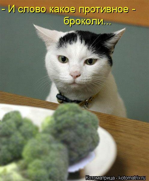 Новая котоматрица (36 шт) Новая котоматрица (36 шт)