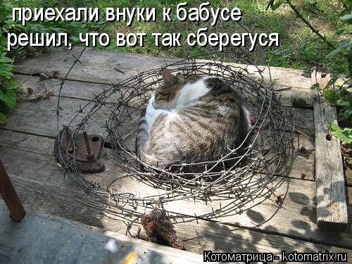 Новая котоматрица (36 шт) Новая котоматрица (36 шт)