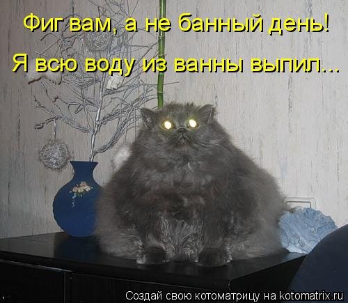 Новая котоматрица (36 шт) Новая котоматрица (36 шт)