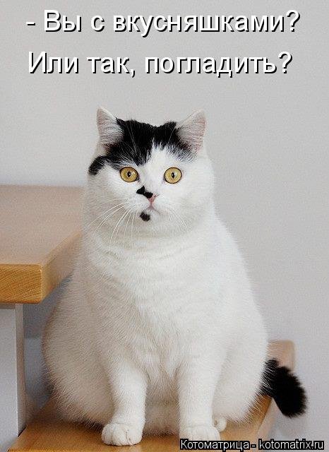 Новая котоматрица (36 шт) Новая котоматрица (36 шт)