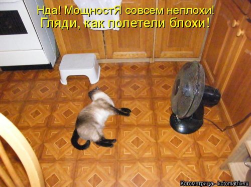 Новая котоматрица (34 фото)