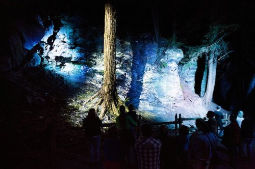 Заколдованный лес Foresta Lumina (11 фото + видео)