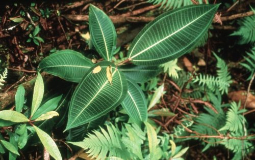 Топ-6 самых агрессивных видов растений в мире