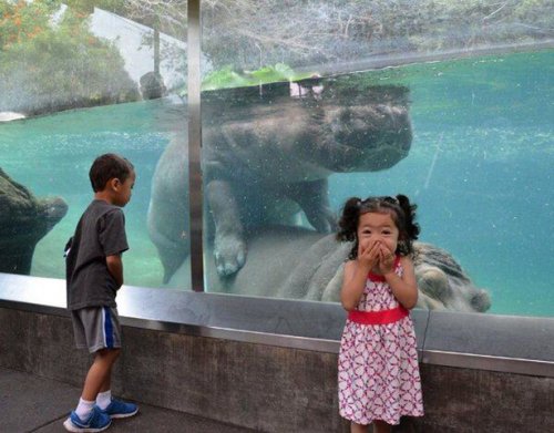 Забавные фотографии из зоопарков (21 шт)