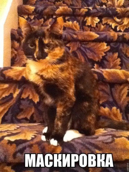 Забавные фотомемы (15 шт) Забавные фотомемы (15 шт)