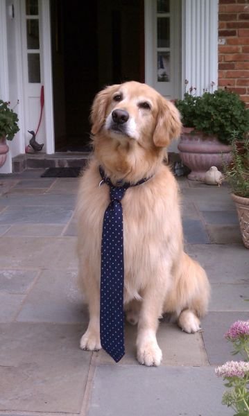 Собаки-жизнь человека украшаки (33 фото) Собаки-жизнь человека украшаки (33 фото)