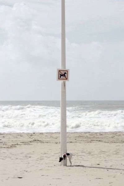 Прикольные картинки в пятницу (43 шт) Прикольные картинки в пятницу (43 шт)