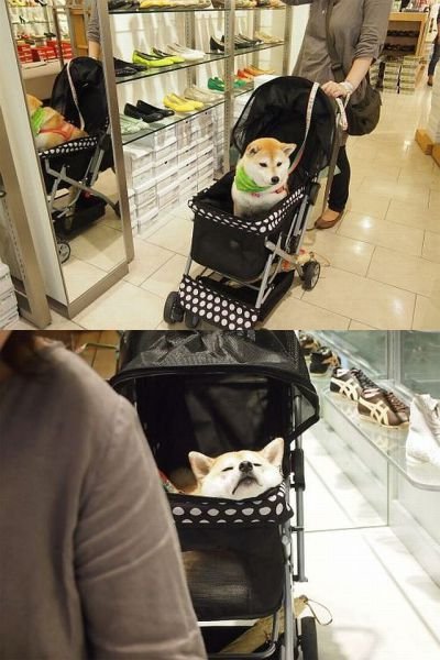 Позитив в весёлых картинках (77 шт) Позитив в весёлых картинках (77 шт)