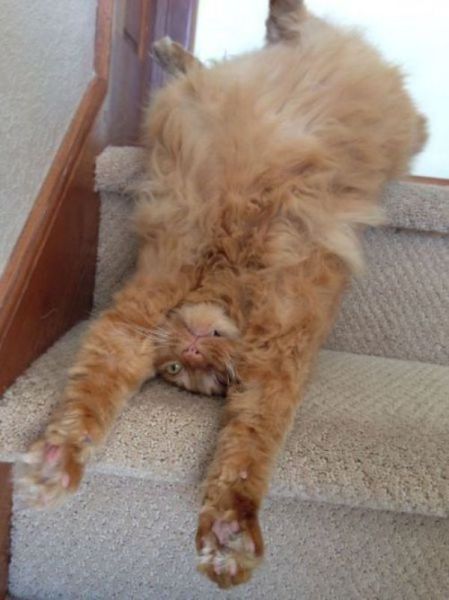 Свежие фото приколы (56 шт) Свежие фото приколы (56 шт)