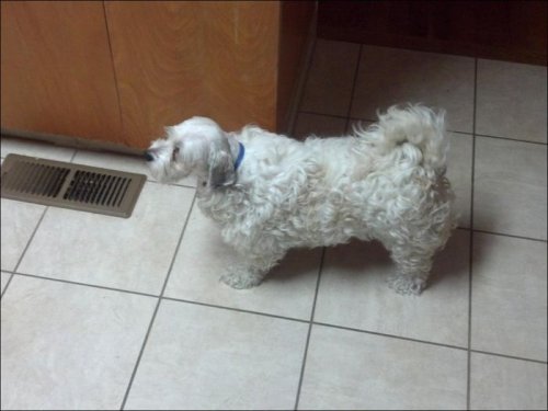 Стриженые собаки (27 фото)