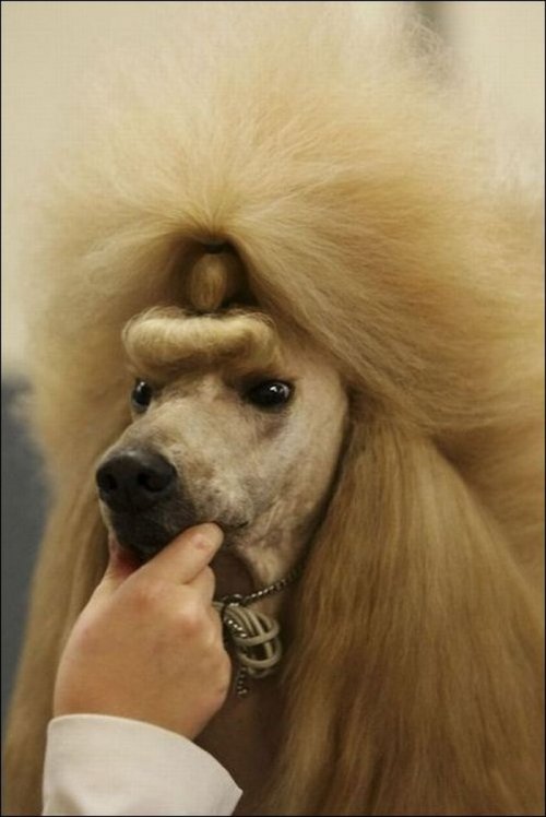 Стриженые собаки (27 фото)