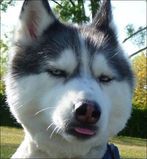 Стриженые собаки (27 фото)