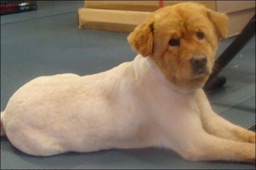 Стриженые собаки (27 фото)