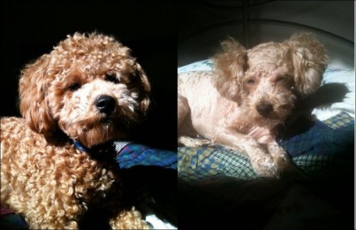 Стриженые собаки (27 фото)