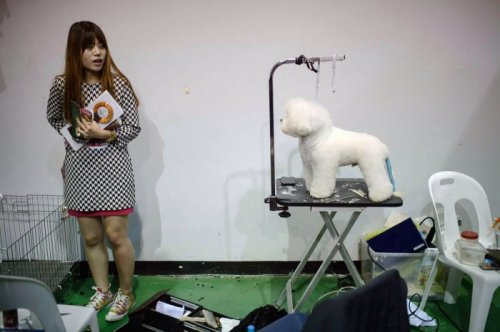 Участники выставки собак, прошедшей в Южной Корее (19 фото)
