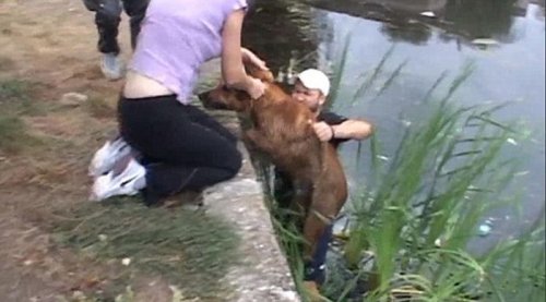 Двух бродячих собак спасли из заброшенного озера (7 фото + видео)