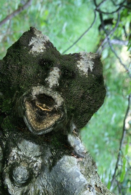 Я есть Грут (20 фото) Я есть Грут (20 фото)