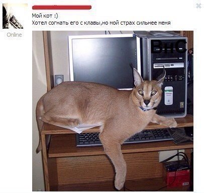 Прикольные комментарии и смс-диалоги (27 фото) Прикольные комментарии и смс-диалоги (27 фото)