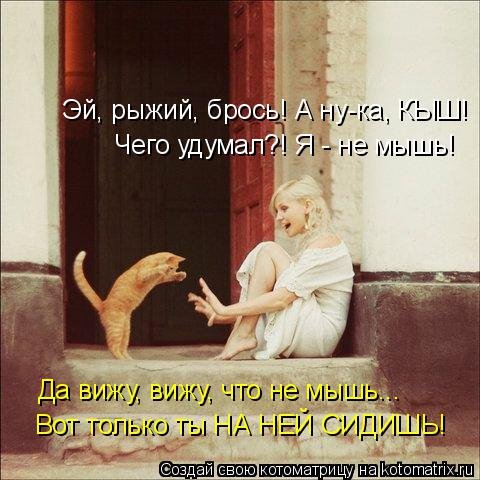 Свежая котоматрица для всех (38 фото) Свежая котоматрица для всех (38 фото)