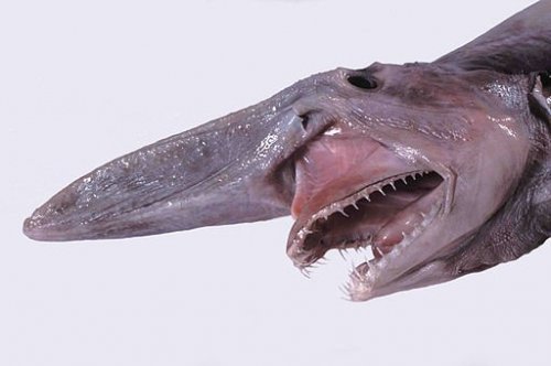 10 Самых странно выглядящих акул