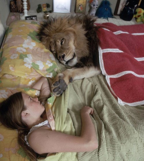 Семья, которая жила с настоящим львом в 1971 году (10 фото + видео)