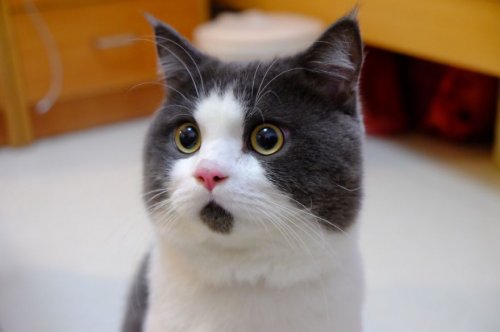 Удивлённый кот Банье (9 фото)