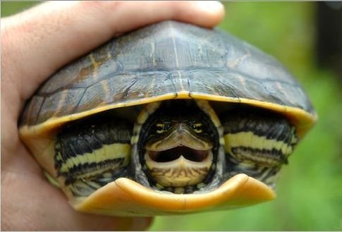 Животные, которые заразят вас своим смехом (33 фото)