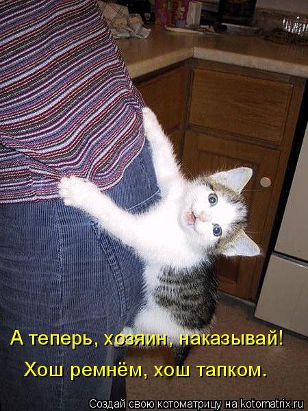 Лучшая котоматрица недели (35 фото) Лучшая котоматрица недели (35 фото)