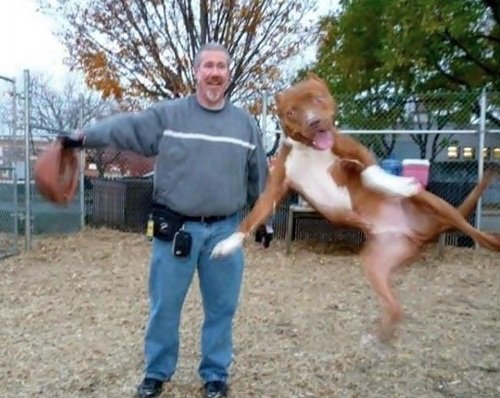 Фотобомбы с животными, которые вас рассмешат (22 фото) Фотобомбы с животными, которые вас рассмешат (22 фото)