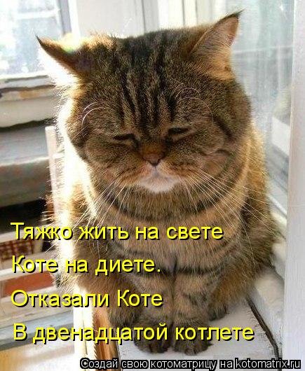 Лучшая котоматрица за неделю (31 шт) Лучшая котоматрица за неделю (31 шт)